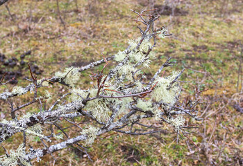 spring flowering in forest clearings during favorable weather conditions
