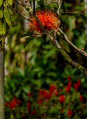Red Bottle Brush Flowers with a Green Background.