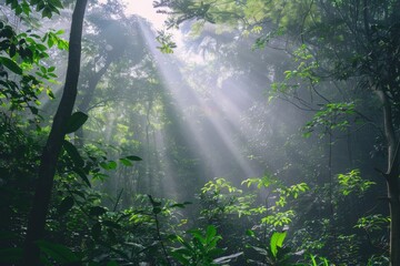 Obraz premium Sun Rays Breaking Through a Dense Forest