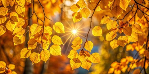 Obraz premium Golden autumn leaves with a sunburst, Autumn leaves glowing golden under a sunburst