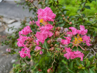 Obraz premium pink flowers in the garden