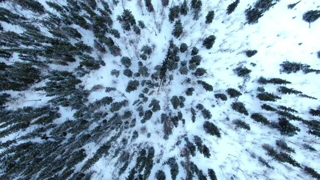 Aerial Top Panning Shot Of Men Driving Vehicle With Wood Logs Amidst Forest Trees On Snow Covered Landscape - Calico Bluff, Alaska