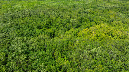 aerial view of dark green forest Abundant natural ecosystems of rainforest. Concept of nature forest preservation and reforestation