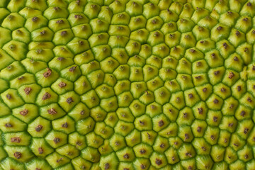 close-up of jackfruit skin surface abstract, yellowish green rough spiky thick texture background or wallpaper backdrop for graphic designing template © Shamil