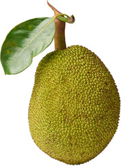 jackfruit large tropical fruit isolated white background, meat substitute for vegetarians and vegans