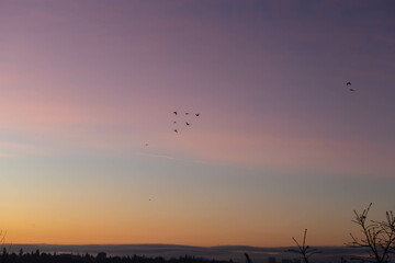 birds flying in the sunrise