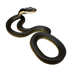 Fototapeta premium Snake isolated on transparent PNG background.
