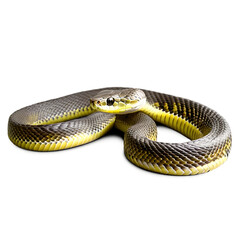 Fototapeta premium Snake isolated on transparent PNG background.