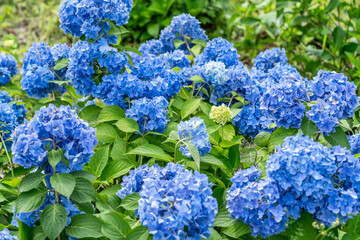 太陽に照らされた風に揺れるカラフルなあじさい
