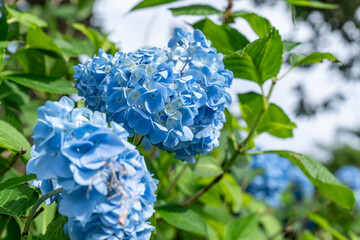 太陽に照らされた風に揺れるカラフルなあじさい