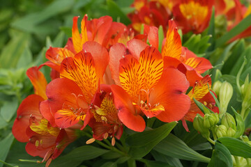 Colorful closeup on an orange Peruvian lily of the Incas, Alstroemeria inca