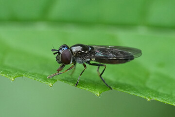 Closeup on a Three-tufted Sedgesitter hoverfly, Platycheirus albimanus, sitting in the vegetation