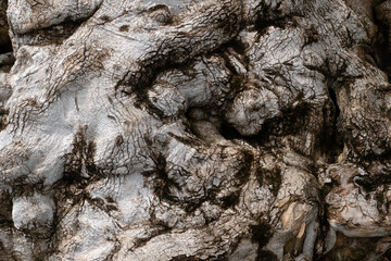 Texture of Root Plant for nature background.