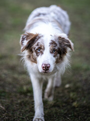 Border Collie stalking with head low
