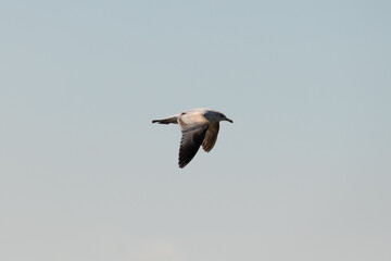 This beautiful bird is soaring across the image. The pretty brown seagull is gently gliding across a cloudy sky. This is a popular shorebird of the Jersey shore. The avian is in search of food.