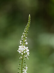 山野草のイヌヌマトラノオ
