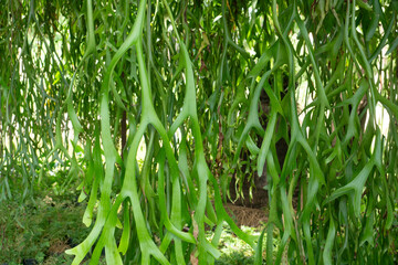 Staghorn Ferns or Elkhorn ferns in nature background.