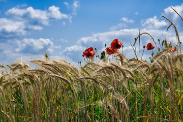 Close-up of ripe wheat and vibrant red poppies under a clear blue sky