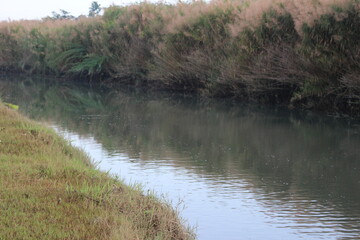 reeds on the river