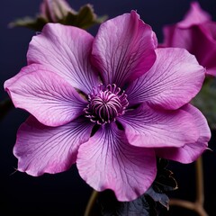  A purple flower blooms amidst a sea of similar blossoms in a sun-drenched field Sunbeams filter through the trees behind