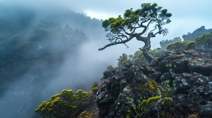 Obraz premium The mystical fog enveloping Garajonay National Park in La Gomera, Spain, creating an ethereal and serene atmosphere amidst the lush greenery and ancient laurel forest.