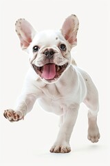 A white French Bulldog puppy is shown in a full body shot with a happy, smiling expression and teeth showing as it walks with intricate details and a highly detailed pose against a white background. 