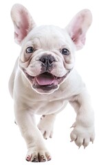 Fototapeta premium A white French Bulldog puppy is shown in a full body shot with a happy, smiling expression and teeth showing as it walks with intricate details and a highly detailed pose against a white background. 