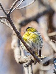Eurasian siskin male, latin name spinus spinus, sitting on branch of tree. Cute little yellow songbird.
