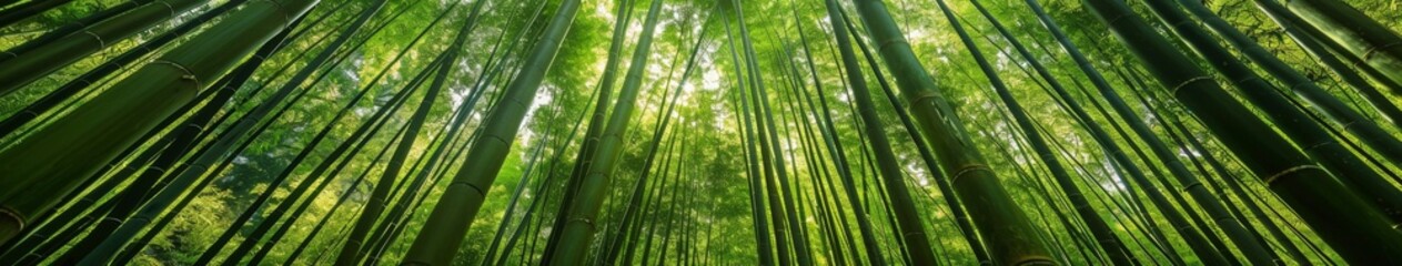 Fototapeta premium Serene Bamboo Forest with Rainbow, Sunlight, and Meditation Themes, Celebrating Pride Month, Environmental Protection, and Arbor Day, AI-Generated, High-Resolution Wallpaper， Meditation, environment, 