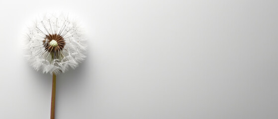 Sympathy card dandelion for funeral support and loss condolences on white background