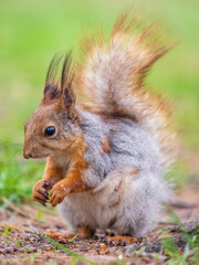 Squirrel eats a nut while sitting in green grass. Eurasian red squirrel, Sciurus vulgaris