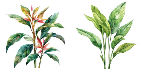 Watercolor illustration of tropical plants with green and red foliage, perfect for botanical designs and nature-themed projects. transparent background © Seksan