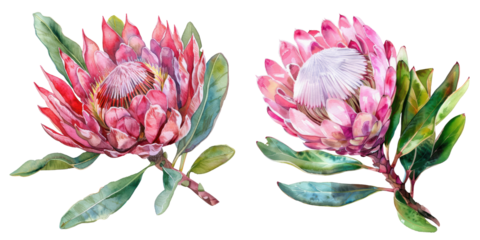 Watercolor illustration of two detailed and colorful protea flowers with vivid pink petals and green leaves, isolated on a white background. transparent background