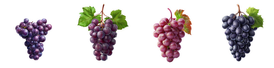 Fototapeta premium Various clusters of purple grapes, arranged in a row, showcasing different shades and stages, isolated on a white background. transparent background