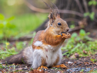 Squirrel eats a nut while sitting in green grass. Eurasian red squirrel, Sciurus vulgaris