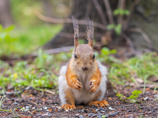 Squirrel eats a nut while sitting in green grass. Eurasian red squirrel, Sciurus vulgaris