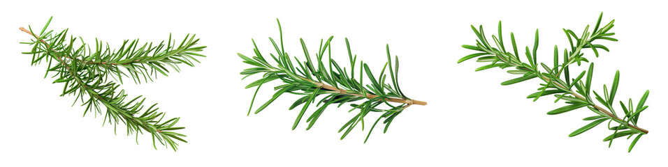 Three green evergreen pine branches isolated on a white background. Perfect for Christmas, holiday, or seasonal design projects. transparent background