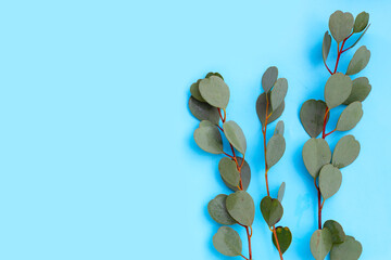 Eucalyptus leavese on blue background.