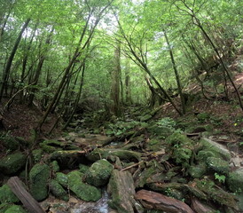 The Shiratani Unsuikyo Ravine on Yakushima is a lush nature park containing several ancient cedars, Yakushima is a World Heritage Site island located in Kagoshima Prefecture, Kyushu, Japan