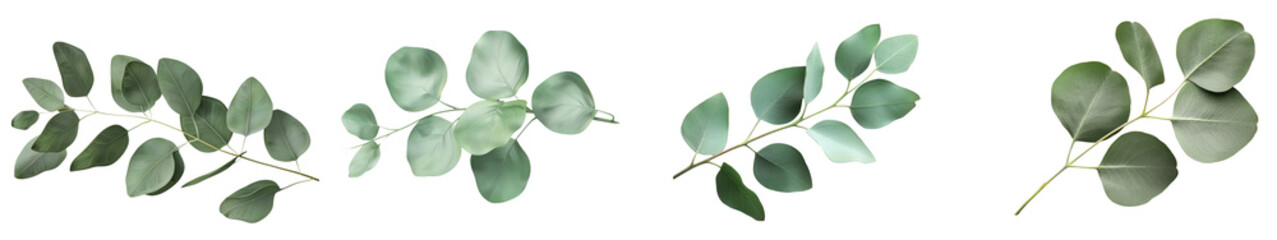 Fototapeta premium Elegant eucalyptus branches isolated on a transparent background. Perfect for design projects, wedding invitations, and natural decor. transparent background