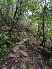 The Shiratani Unsuikyo Ravine on Yakushima is a lush nature park containing several ancient cedars, Yakushima is a World Heritage Site island located in Kagoshima Prefecture, Kyushu, Japan