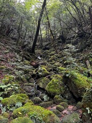 The Shiratani Unsuikyo Ravine on Yakushima is a lush nature park containing several ancient cedars, Yakushima is a World Heritage Site island located in Kagoshima Prefecture, Kyushu, Japan