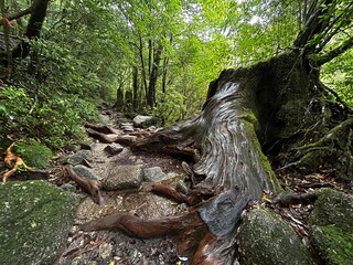The Shiratani Unsuikyo Ravine on Yakushima is a lush nature park containing several ancient cedars, Yakushima is a World Heritage Site island located in Kagoshima Prefecture, Kyushu, Japan