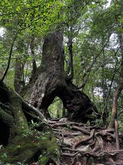 The Shiratani Unsuikyo Ravine on Yakushima is a lush nature park containing several ancient cedars, Yakushima is a World Heritage Site island located in Kagoshima Prefecture, Kyushu, Japan