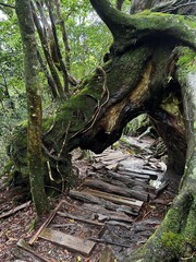 The Shiratani Unsuikyo Ravine on Yakushima is a lush nature park containing several ancient cedars, Yakushima is a World Heritage Site island located in Kagoshima Prefecture, Kyushu, Japan