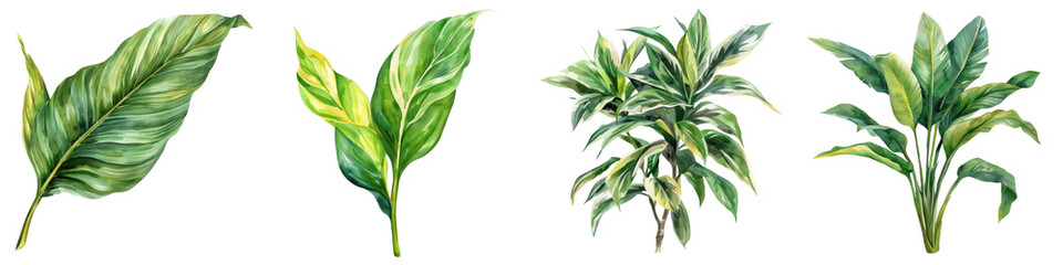 Fototapeta premium A collection of four vibrant tropical plant leaves illustrated in detail, showcasing lush greenery perfect for botanical projects and designs. transparent background