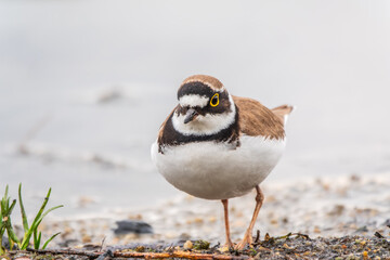 Little ringed plover (Charadrius dubius), bird standing on the lake shore
