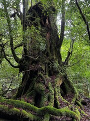The Shiratani Unsuikyo Ravine on Yakushima is a lush nature park containing several ancient cedars, Yakushima is a World Heritage Site island located in Kagoshima Prefecture, Kyushu, Japan