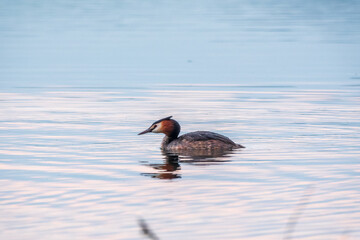 Fototapeta premium The waterfowl bird Great Crested Grebe swimming in the calm lake