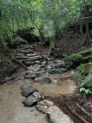 The Shiratani Unsuikyo Ravine on Yakushima is a lush nature park containing several ancient cedars, Yakushima is a World Heritage Site island located in Kagoshima Prefecture, Kyushu, Japan